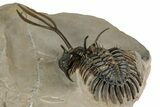 Spiny Trident Walliserops Trilobite - Foum Zguid, Morocco #354576-5